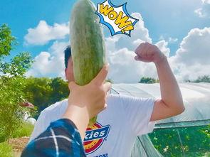 梦见送领导瓜吃