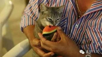 不醒喵吃瓜,揭秘娱乐圈那些鲜为人知的幕后故事