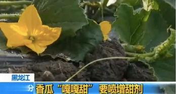 平邑富贵园吃瓜,一场别开生面的“吃瓜”盛宴