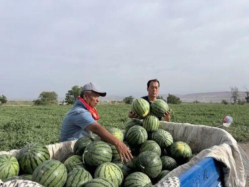 永清吃瓜现场,揭秘幕后真相，一网打尽热点事件