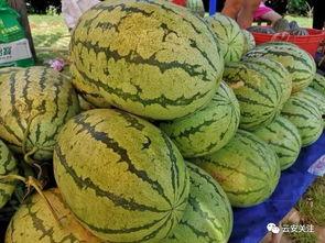 穆店全民吃瓜,全民共享吃瓜盛宴