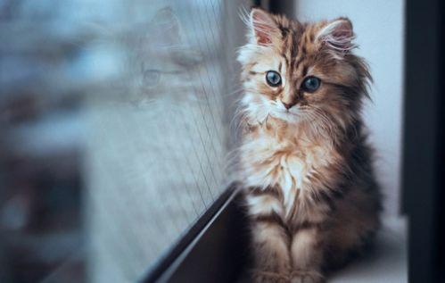 小猫吃角瓜,小猫的角瓜美食之旅