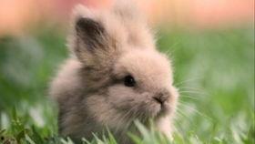 兔子吃西湖瓜吗,西湖瓜香引兔儿食趣