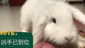 兔子吃西湖瓜吗,西湖瓜香引兔儿食趣