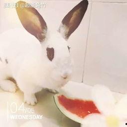 兔子吃西湖瓜吗,西湖瓜香引兔儿食趣