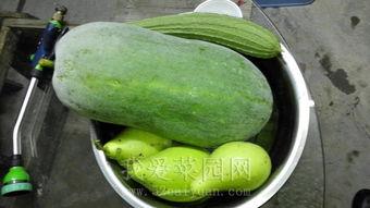 吃瓜热门大瓜莫里秀,揭秘娱乐圈热门大瓜背后的真相