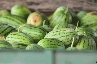 人和园吃瓜撒野,夏日狂欢，吃瓜撒野欢乐多