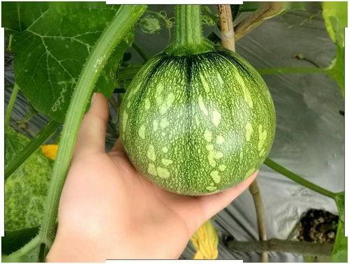 孕早期吃小瓜吗,小瓜的适宜食用与注意事项