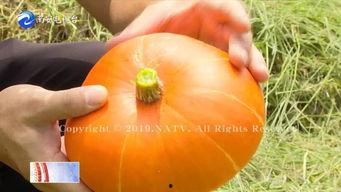 香炉瓜怎么坐着吃,香炉瓜的独特坐姿享用体验