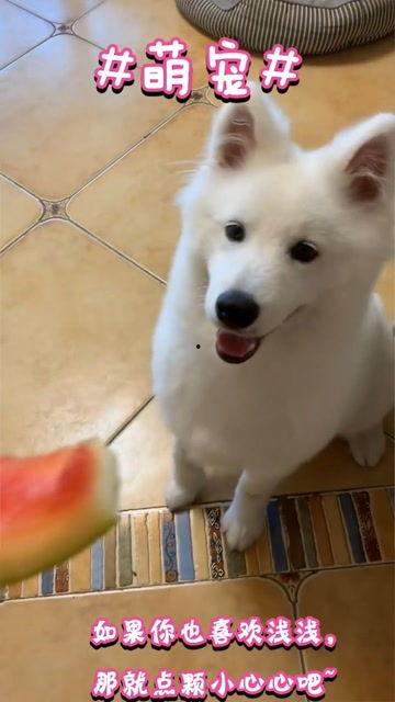 我家狗狗自己吃瓜,瓜果成新宠